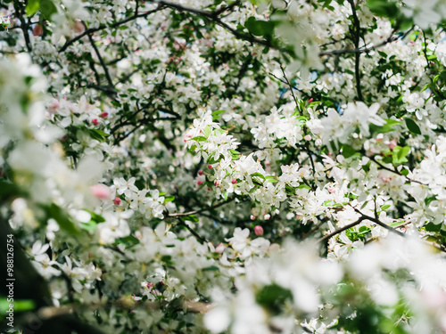 Spring blossom