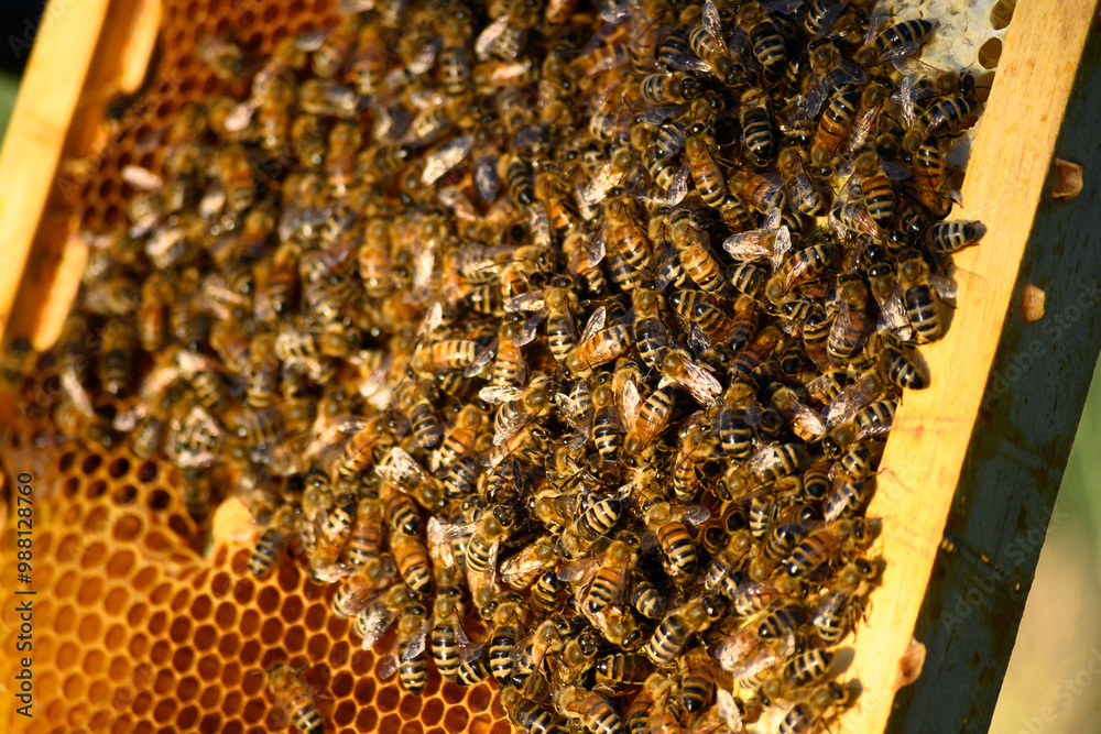 Apiary Ethers Apiary Ethers