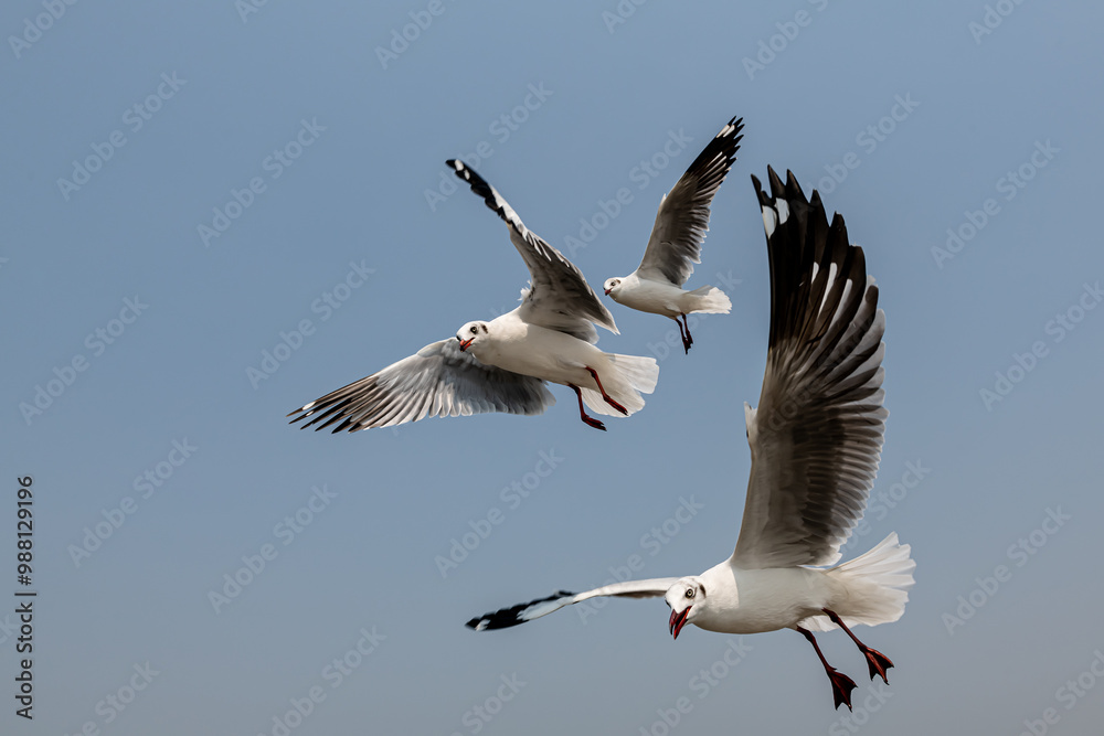 Seagulls flying in the blue sky, chasing after food to eat at Bangpu, Thailand. Seagulls flying in the blue sky, chasing after food to eat at Bangpu, Thailand.