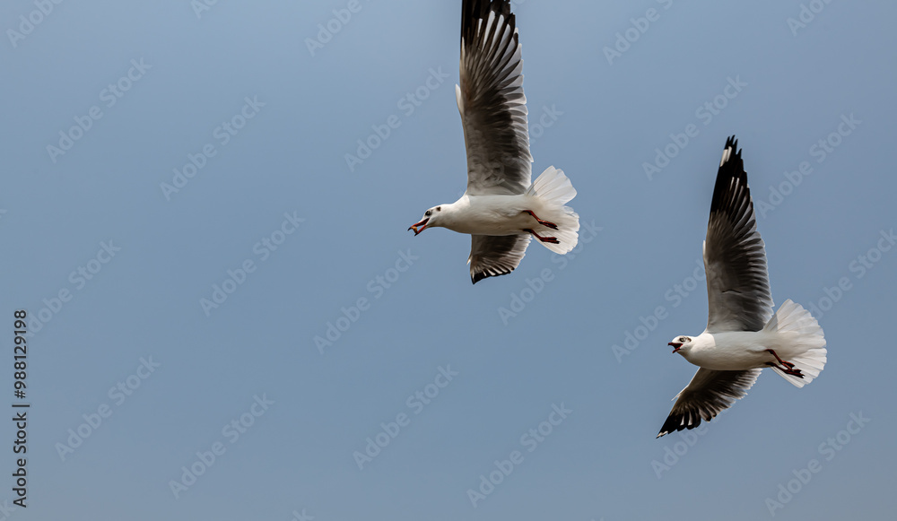 Seagulls flying in the blue sky, chasing after food to eat at Bangpu, Thailand. Seagulls flying in the blue sky, chasing after food to eat at Bangpu, Thailand.