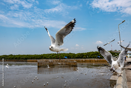 Seagulls flying in the blue sky, chasing after food to eat at Bangpu, Thailand. photo