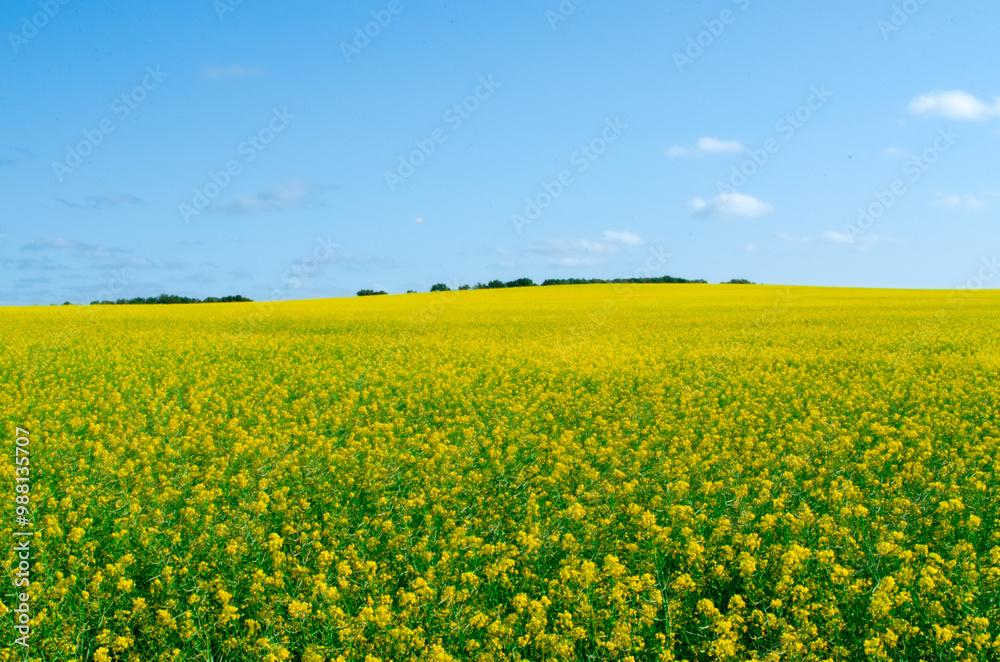 Fototapeta premium Yellow Canola Field Under a Clear Blue Sky