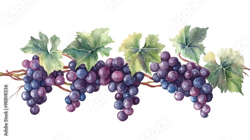 Watercolor Grapevines Grape leaves and clusters