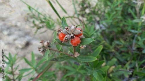 Daphne mucronata wild shrub or plant photo