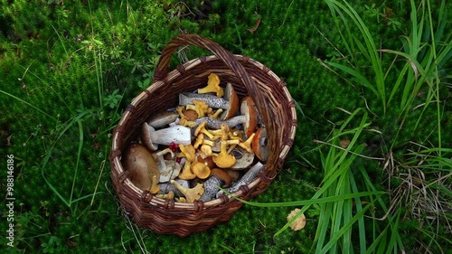 basket with collected edible mushrooms in the forest, top view. picking mushrooms, boletus and chanterelles.