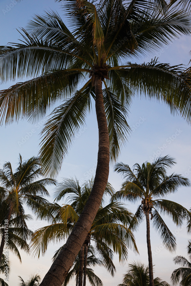 Fototapeta premium Closeup of Palm tree at Miami beach in Florida, tropical vibes and summer vacation concept