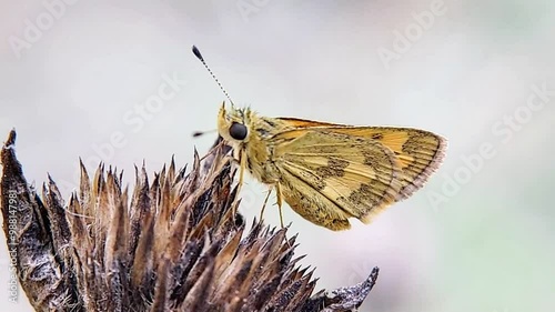 Bush Hopper Butterfly (Hesperiidae: Ampittia dioscorides) perched on a dry flower. photo