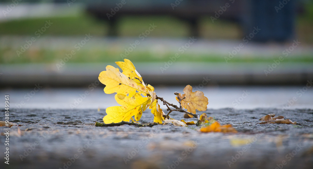 Yellow and brown autumn leaves lying on cobblestone street capturing the essence of fall Yellow and brown autumn leaves lying on cobblestone street capturing the essence of fall