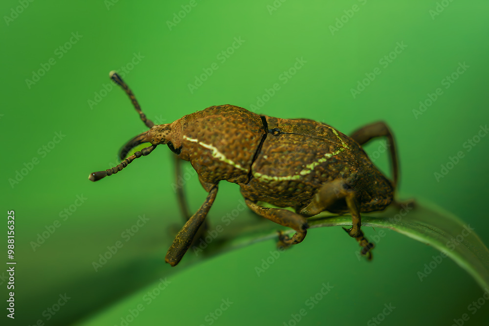 A close-up of a Formosan Striped Weevil (Cryptoderma formosense) perched on a green leaf. Its distinctive white stripes and intricate body structure are highlighted against the vibrant foliage. A close-up of a Formosan Striped Weevil (Cryptoderma formosense) perched on a green leaf. Its distinctive white stripes and intricate body structure are highlighted against the vibrant foliage.