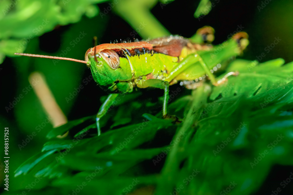 A vibrant green grasshopper is perfectly camouflaged among lush green leaves. Its intricate details, including its large compound eyes and powerful hind legs, are captured in stunning detail. Taiwan. A vibrant green grasshopper is perfectly camouflaged among lush green leaves. Its intricate details, including its large compound eyes and powerful hind legs, are captured in stunning detail. Taiwan.