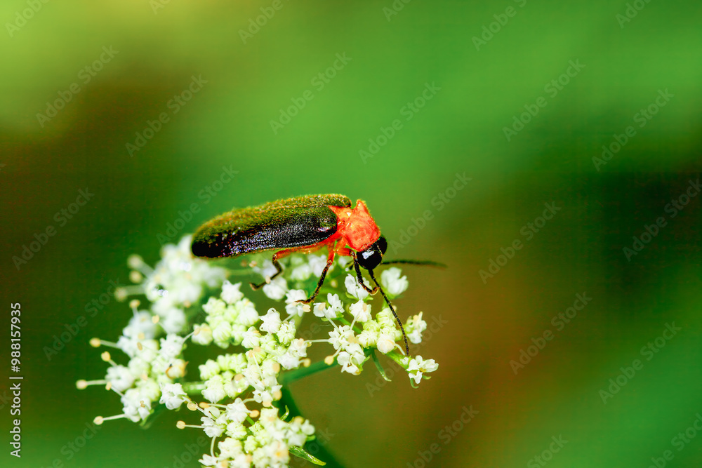 A vibrant red-necked firefly (Luciola kagiana) is perched on delicate white blossoms. Its distinctive red thorax and black elytra contrast beautifully with the white flowers. Taiwan. A vibrant red-necked firefly (Luciola kagiana) is perched on delicate white blossoms. Its distinctive red thorax and black elytra contrast beautifully with the white flowers. Taiwan.