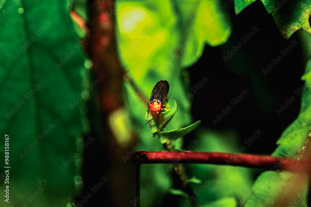 A vibrant red-necked firefly (Luciola kagiana) is perched on delicate white blossoms. Its distinctive red thorax and black elytra contrast beautifully with the white flowers. Taiwan. A vibrant red-necked firefly (Luciola kagiana) is perched on delicate white blossoms. Its distinctive red thorax and black elytra contrast beautifully with the white flowers. Taiwan.