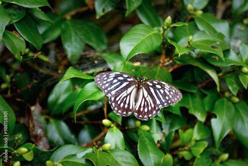 A stunning Taiwanese Tiger Butterfly, Penthema formosanum, is perched on a rock with its wings fully extended. Its striking black and white patterned wings, adorned with vibrant blue eyespots. photo