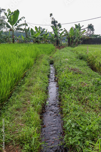 Rice field embankments and irrigation channels