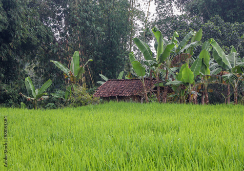 A modest pavilion house in the middle of a rice field