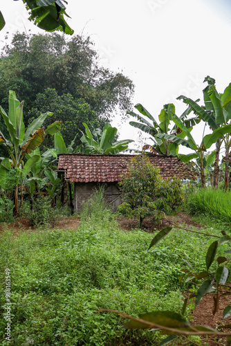 A modest pavilion house in the middle of a rice field