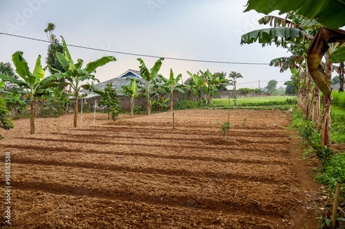 Freshly plowed field land ready for planting under cloudy skies with Banana trees