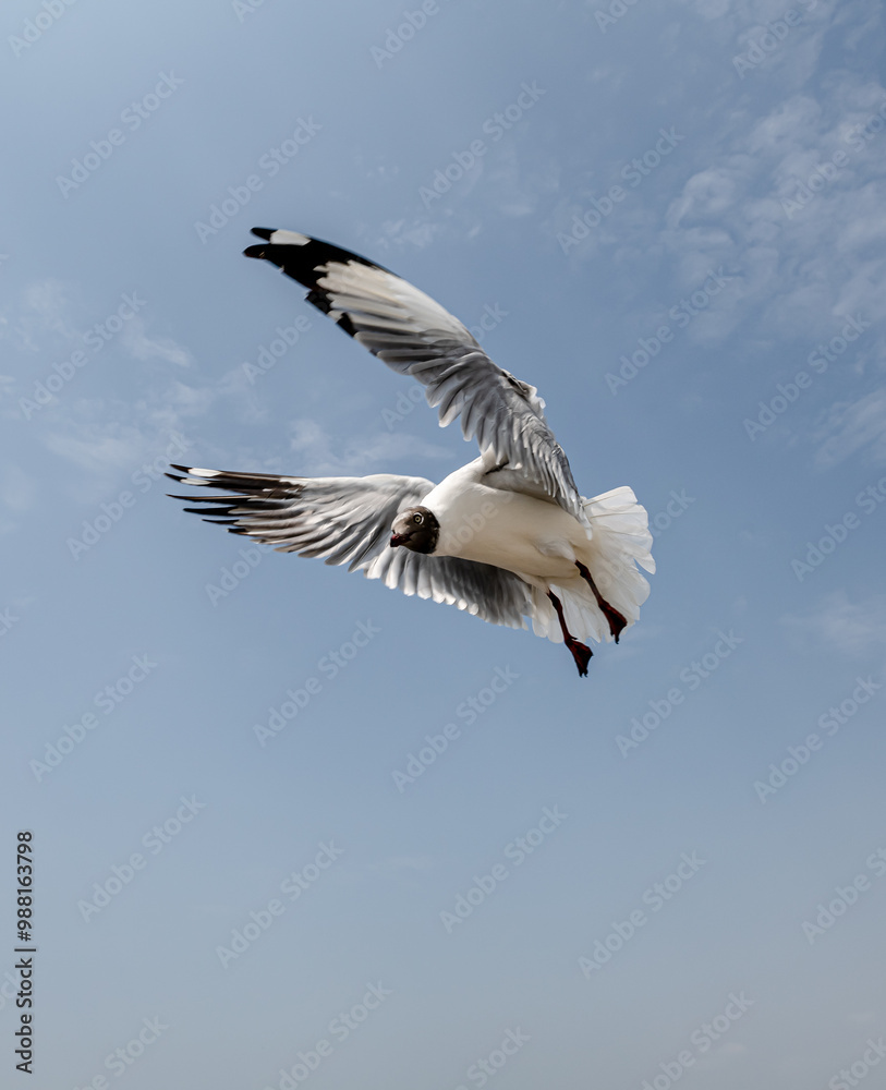 Obraz premium Seagull in group or single flying in the blue sky, along the seashore area at Bangpu, Thailand.