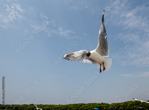 Seagull in group or single flying in the blue sky, along the seashore area at Bangpu, Thailand. photo