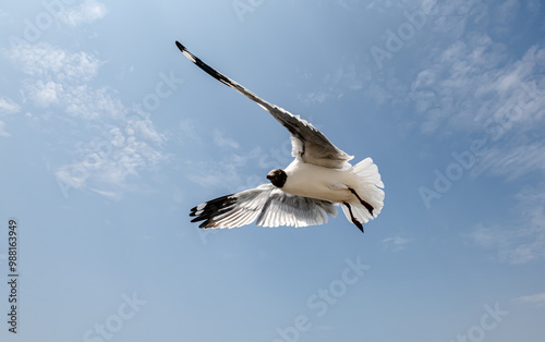 Seagull in group or single flying in the blue sky, along the seashore area at Bangpu, Thailand. photo