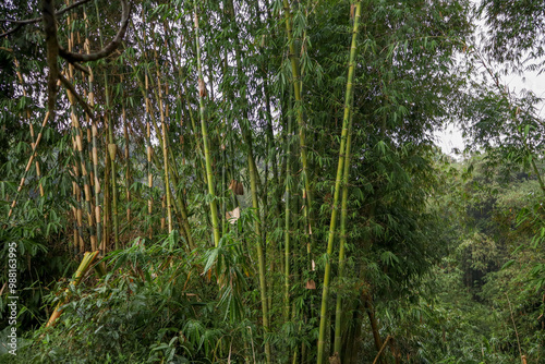 Bamboo forest in the middle of cloudy weather