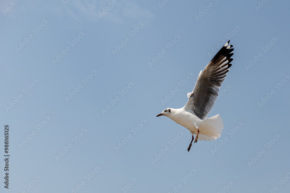 Seagull in group or single flying in the blue sky, along the seashore area at Bangpu, Thailand. Seagull in group or single flying in the blue sky, along the seashore area at Bangpu, Thailand.
