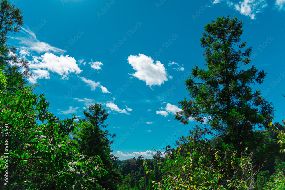 Obraz premium 夏山