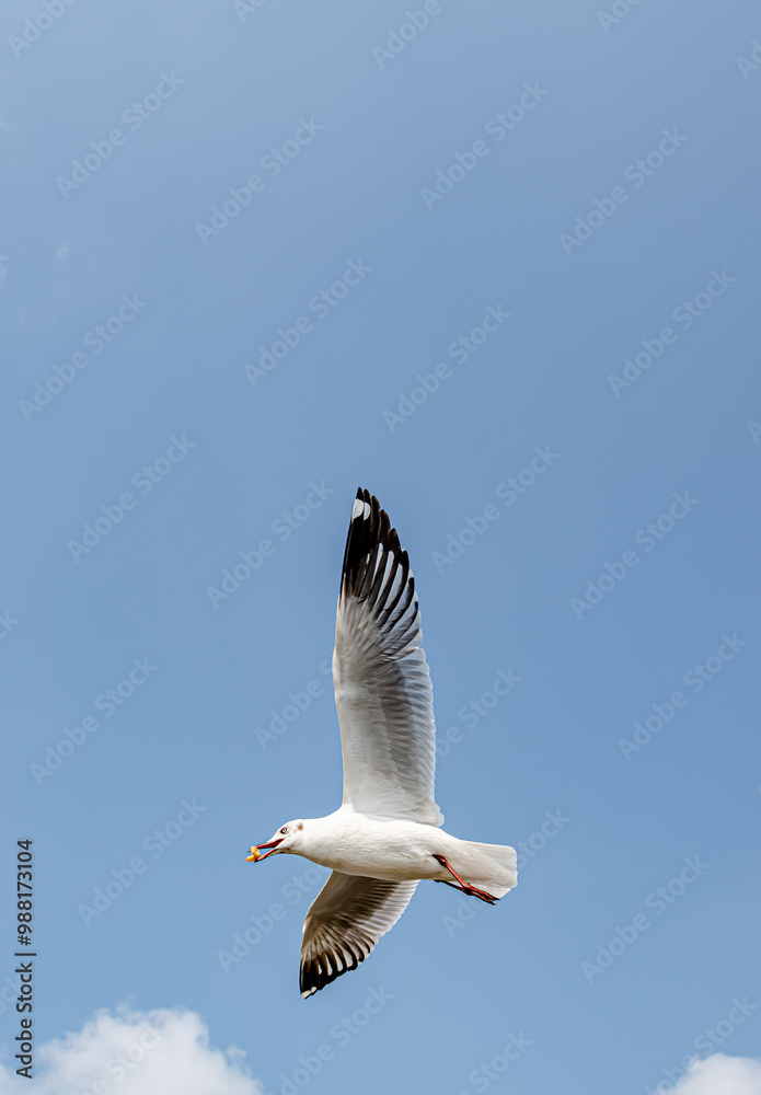 Seagulls flying on the beautiful sky chasing after food to eat. Seagulls flying on the beautiful sky chasing after food to eat.