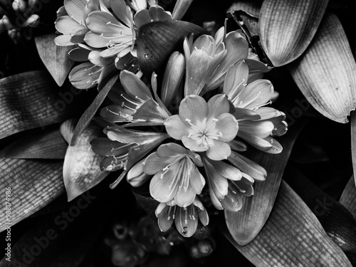 Black and white photo of a Clivia flower