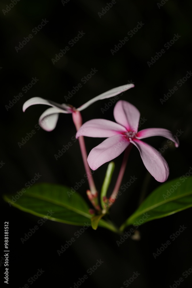 Obraz premium Kopsia fruticosa, commonly known as the Pink Kopsia or Shrub Vinca, is a flowering plant in the Apocynaceae family. 
