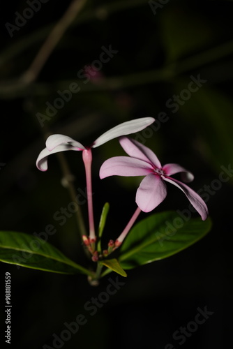 Kopsia fruticosa, commonly known as the Pink Kopsia or Shrub Vinca, is a flowering plant in the Apocynaceae family.  photo