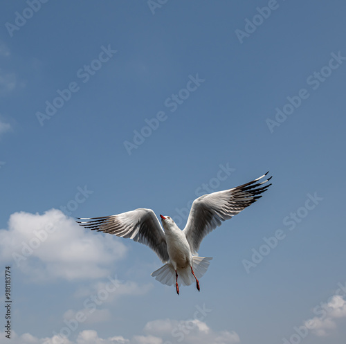 Seagulls flying on the beautiful sky chasing after food to eat. 