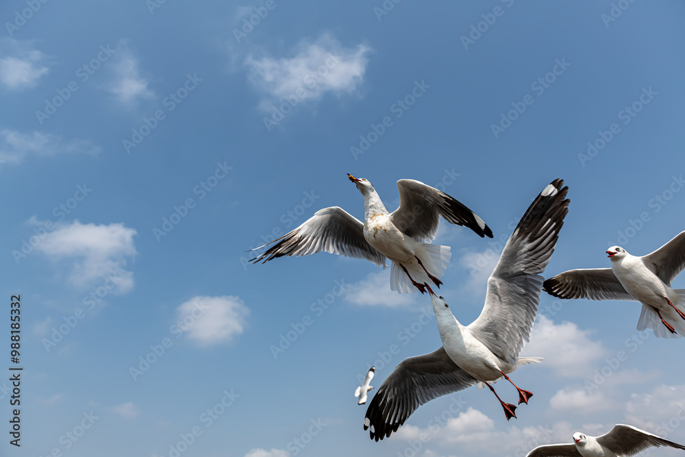 Obraz premium Seagulls flying on the beautiful sky chasing after food to eat. 