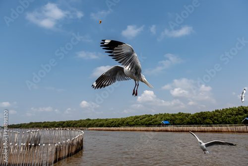 Seagulls flying in the blue sky, chasing after food to eat by the people or tourists who come to feed on them photo