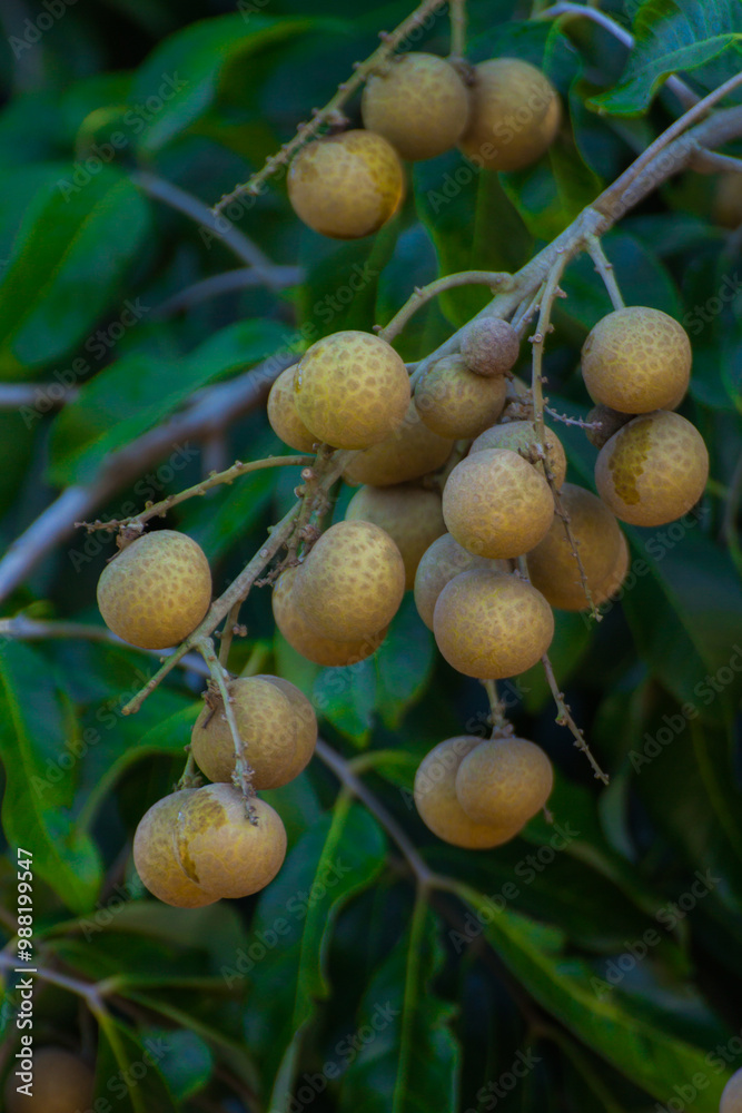 fresh fruits longan in garden fresh fruits longan in garden