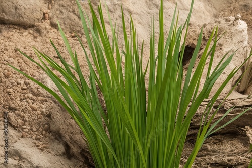 Vibrant River Grass Against a Natural Background with Realistic Detail