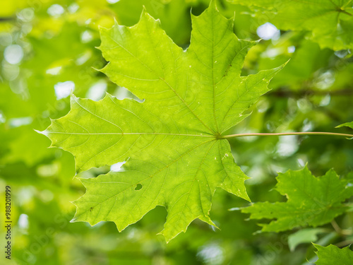 Maple branches with green and yellow leaves in autumn, in the light of sunset.