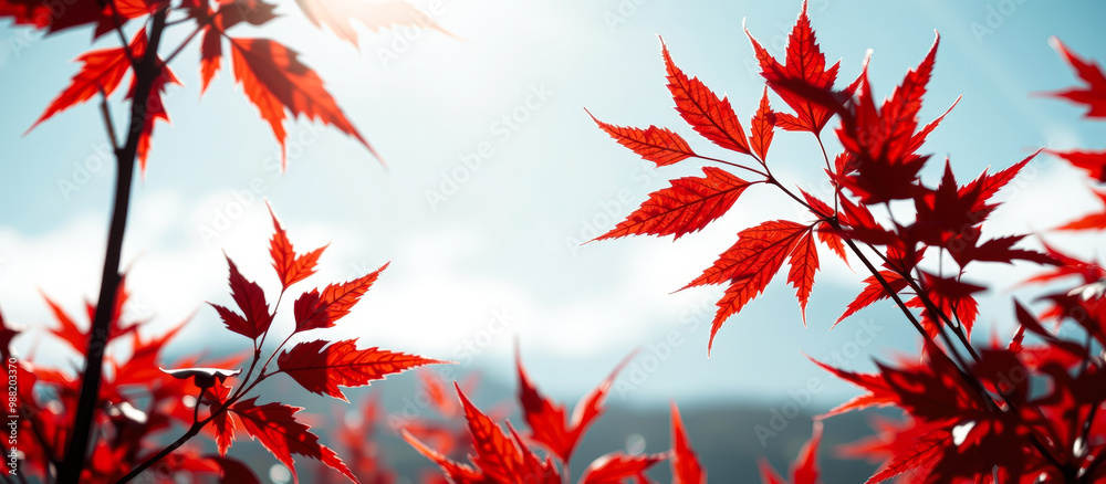 Red Maple Leaves Against a Blue Sky Red Maple Leaves Against a Blue Sky