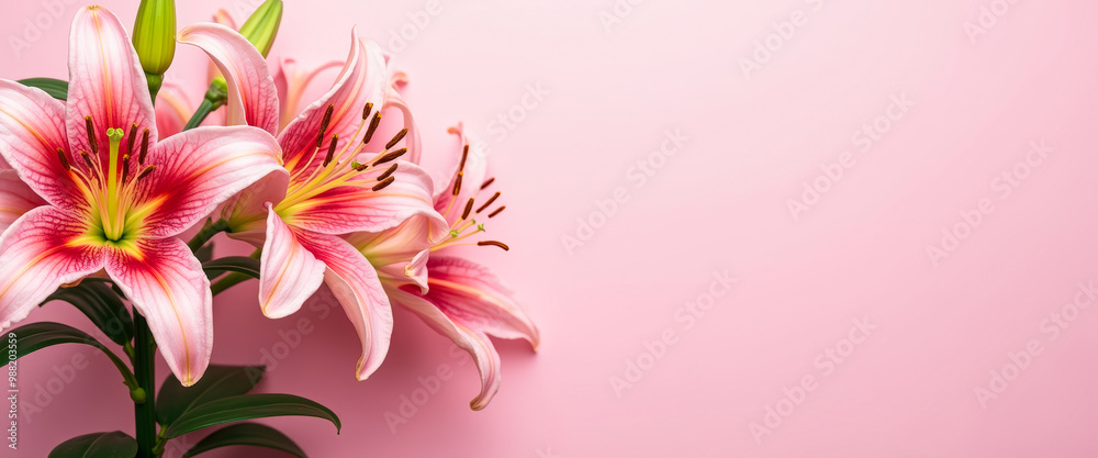 Fototapeta premium Delicate Pink Lilies on a Soft Pink Background