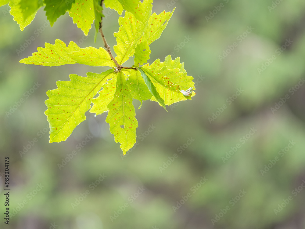 Oak branches with green and yellow leaves in autumn park. Oak branches with green and yellow leaves in autumn park.
