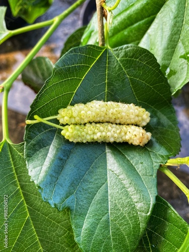 long white mulberry on leaf