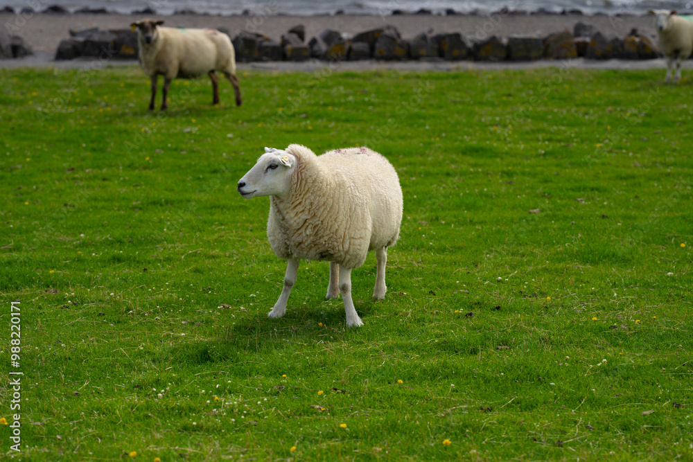 The sheep ovin lamb in the verdant meadows. Sheep on an farm. Sheep eating grass on a field. Sheep grazing in an alpine meadow. Cattle, livestock. The sheep ovin lamb in the verdant meadows. Sheep on an farm. Sheep eating grass on a field. Sheep grazing in an alpine meadow. Cattle, livestock.