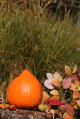 Hokkaidokürbis herbst im garten photo