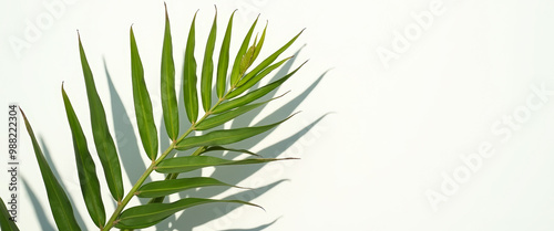 Green Palm Leaf Against White Background