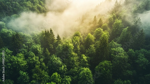 CO2 emissions being absorbed by a dense forest, illustrating nature's role in maintaining environmental balance and sustainability.