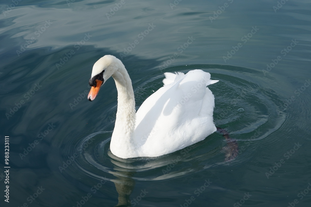 Elegant swan on calm waters