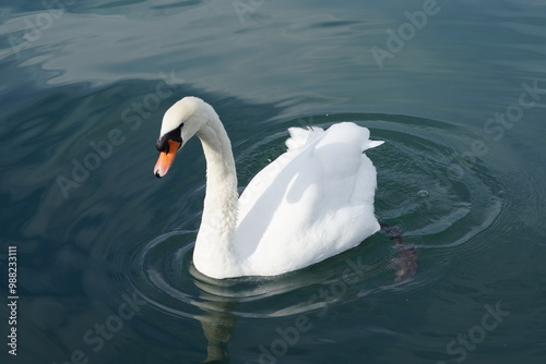 Fototapeta Naklejka Na Ścianę i Meble -  Elegant swan on calm waters