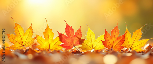 Vibrant Autumn Leaves in Warm Sunlight