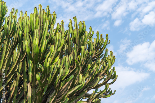 South American giant cactus under the blue sky and white clouds