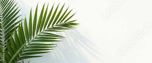 Tropical Palm Leaf on White Background